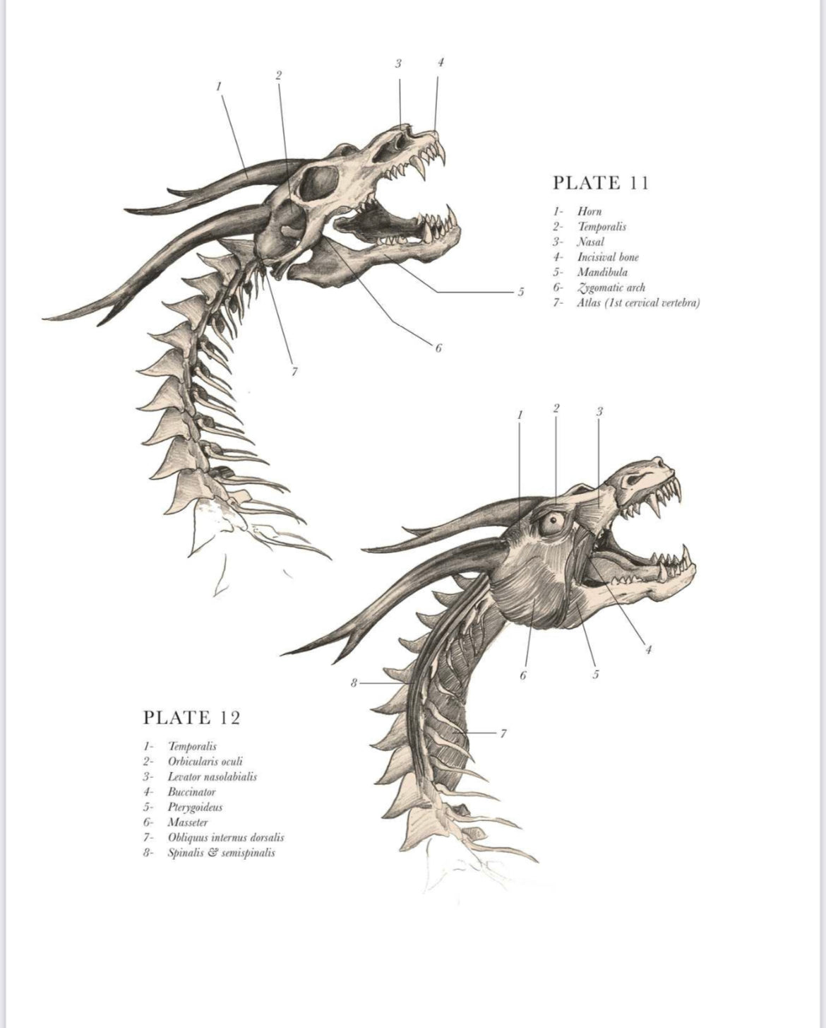 The Resurrectionist Hardcover artbook